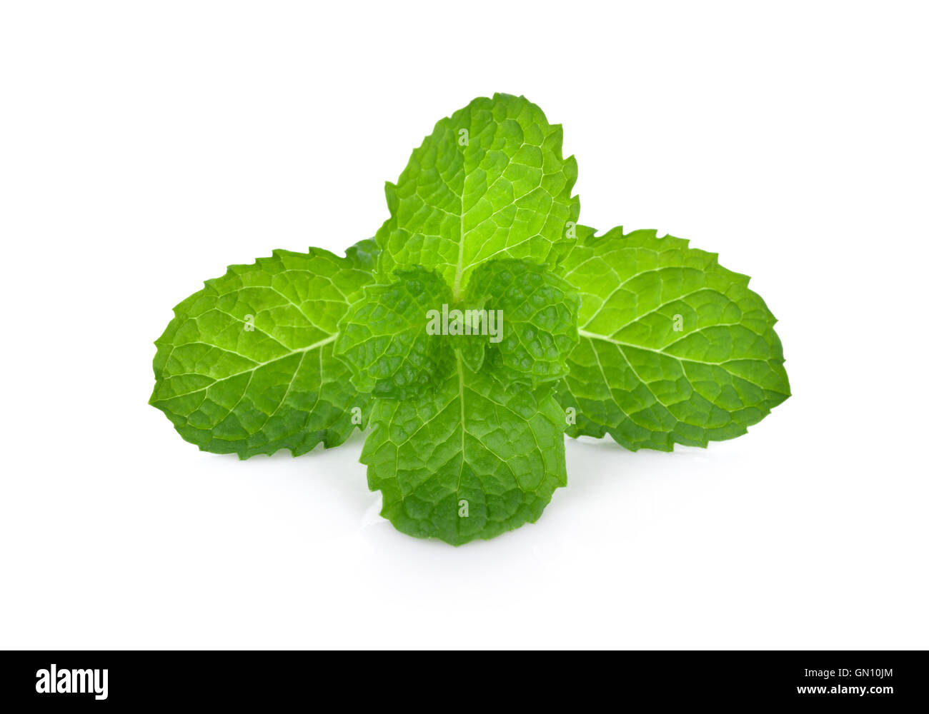 Crudo fresco di foglie di menta isolati su sfondo bianco Foto Stock