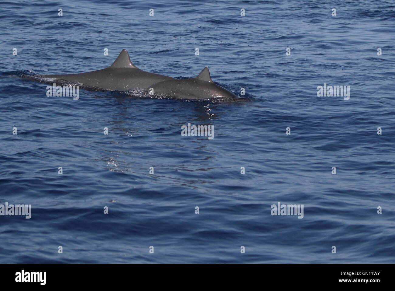 Due spinner (delfini Stenella longirostris) salta fuori dell'acqua nella scia di una barca sul versante del Pacifico di Costa Rica. Foto Stock