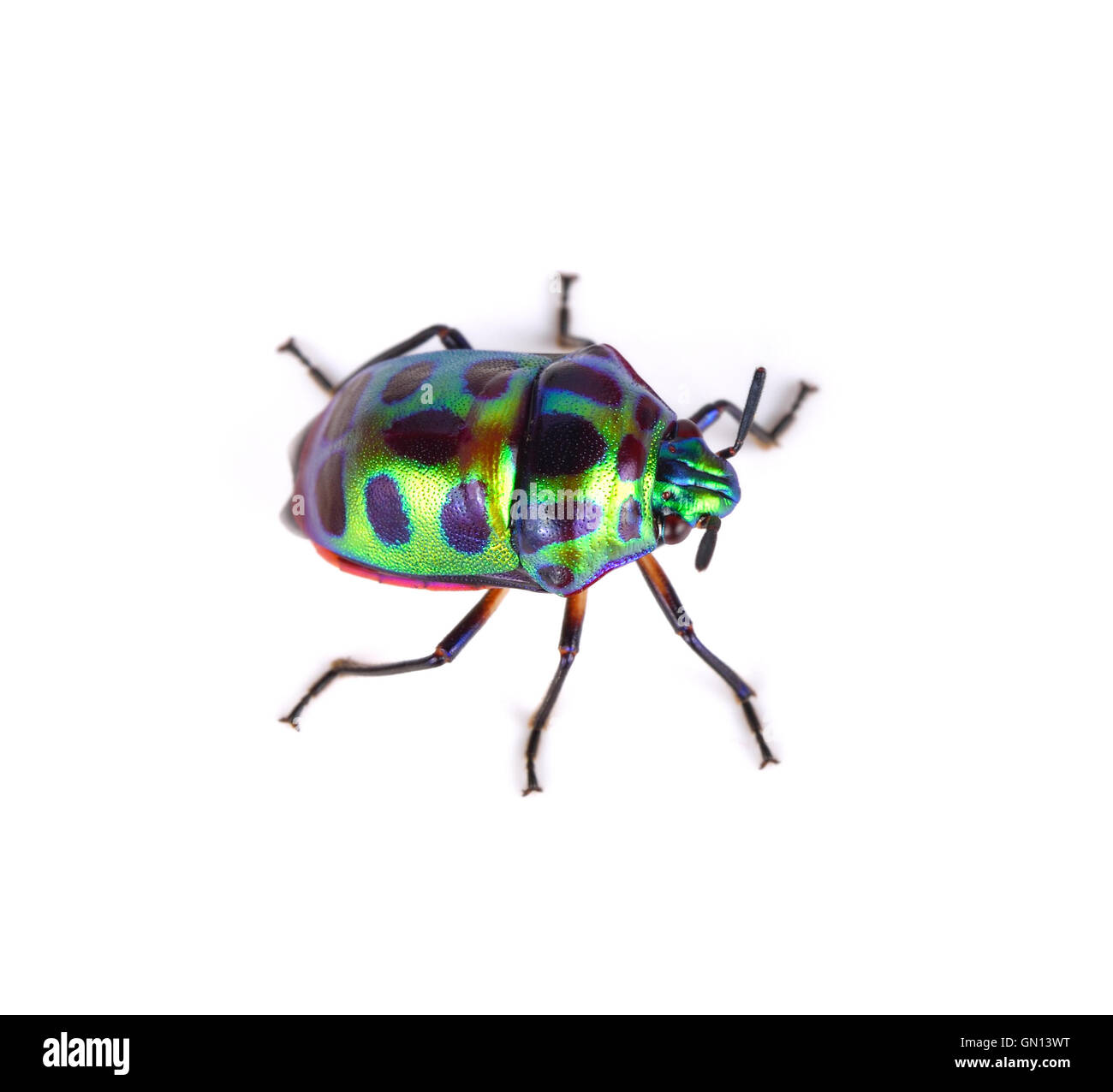 Litchi Bug , Tong Taek Bug, Chrysocoris stollii su sfondo bianco Foto Stock