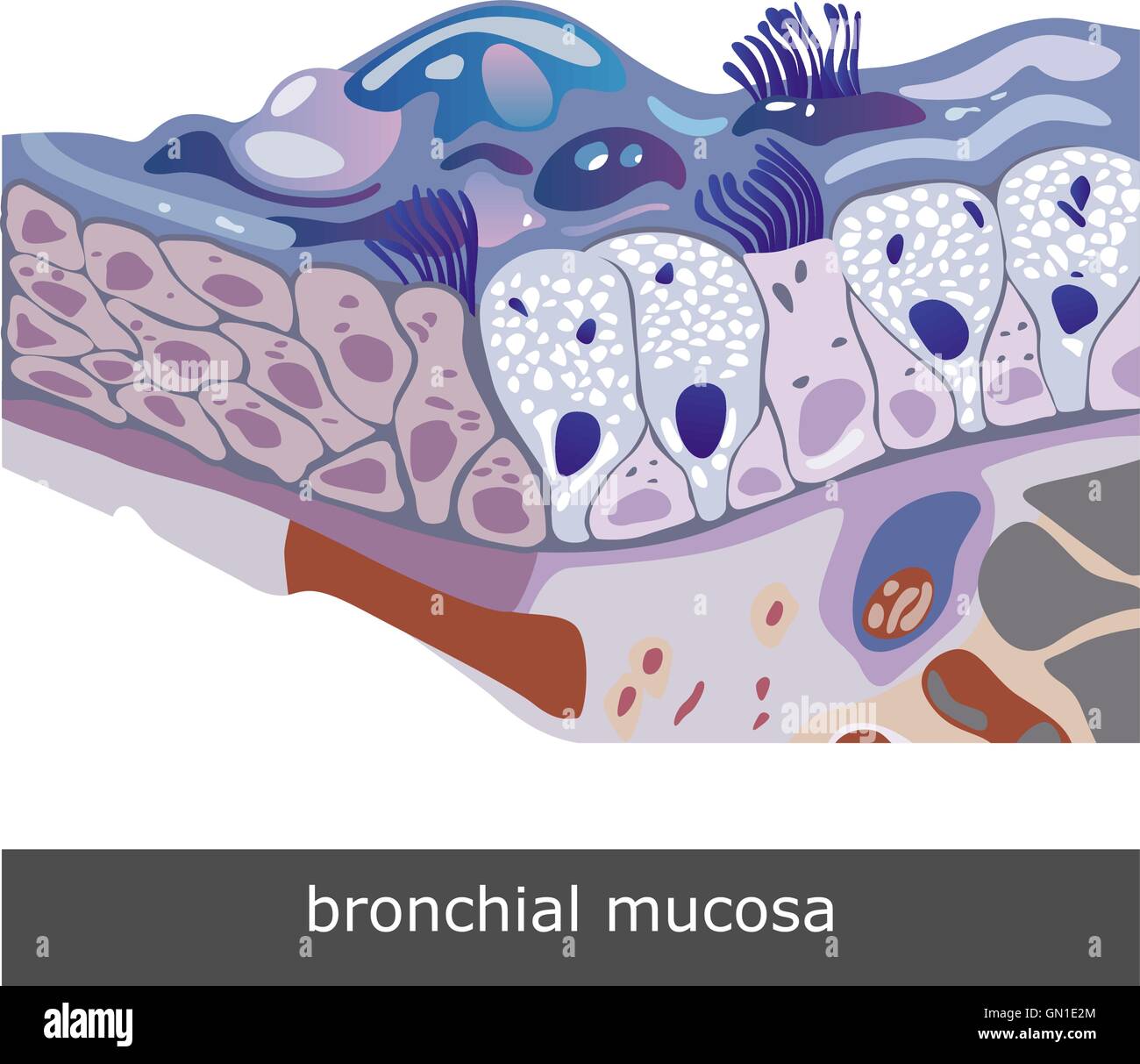 Mucosa bronchiale regime Illustrazione Vettoriale