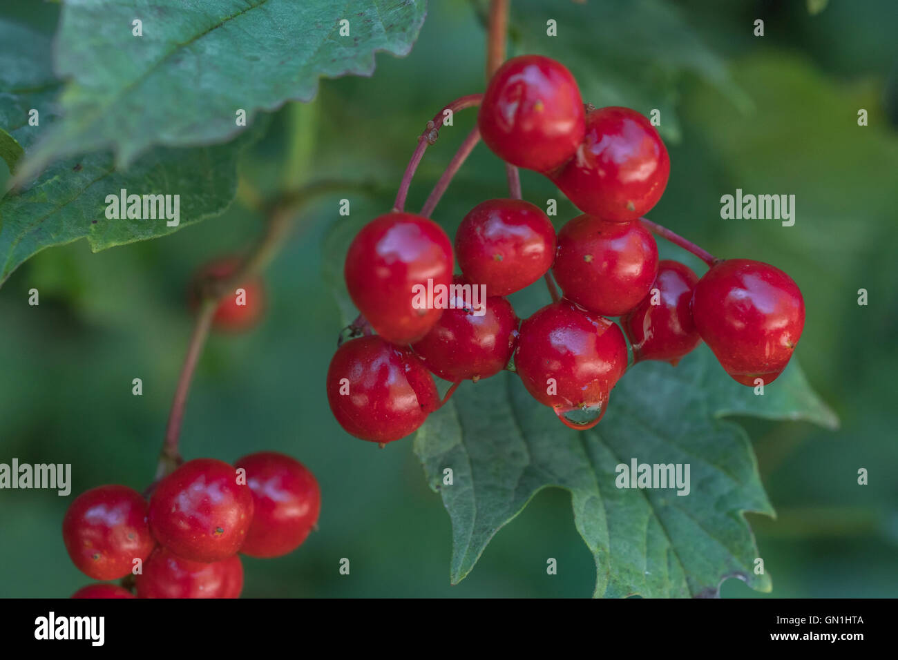 Autunno rosso bacche di un arbusto viburno Rose / Viburnum opulus che può essere mangiato quando cotti o realizzati in marmellata. Foto Stock