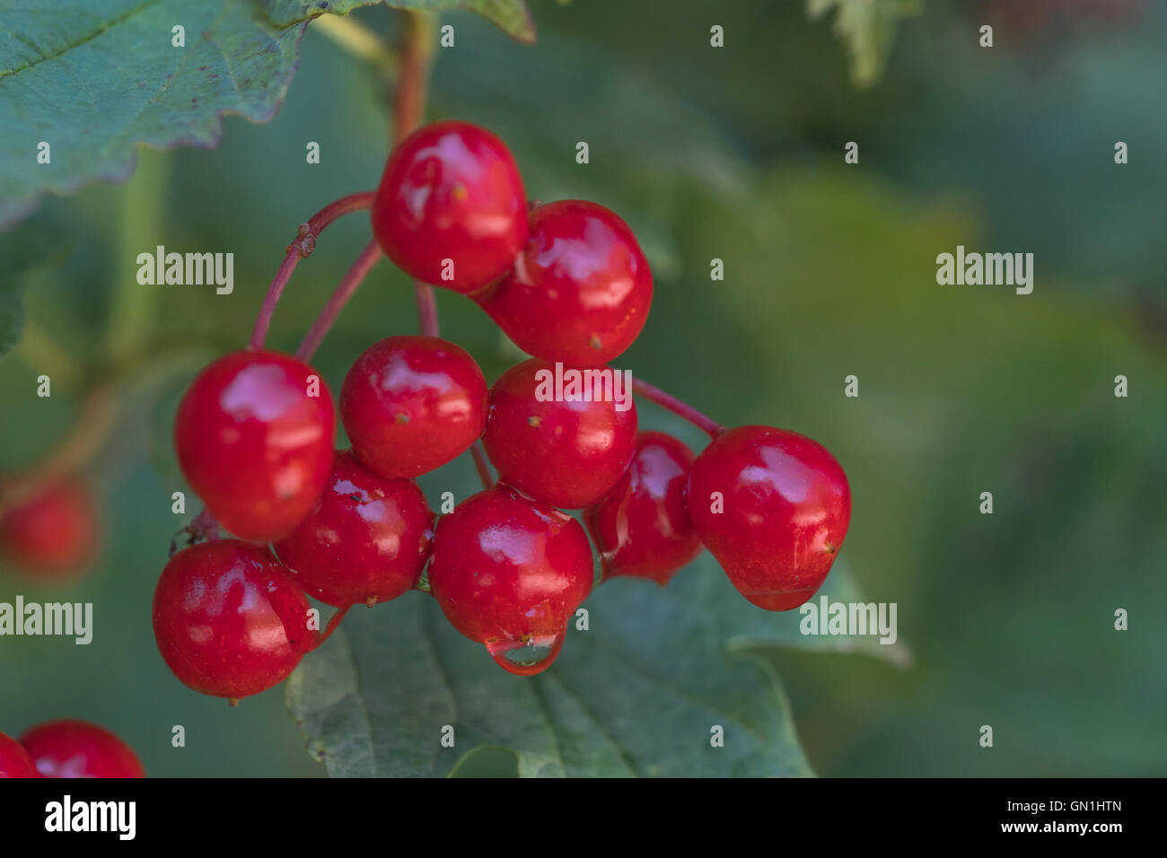 Autunno rosso bacche di un arbusto viburno Rose / Viburnum opulus che può essere mangiato quando cotti o realizzati in marmellata. Foto Stock