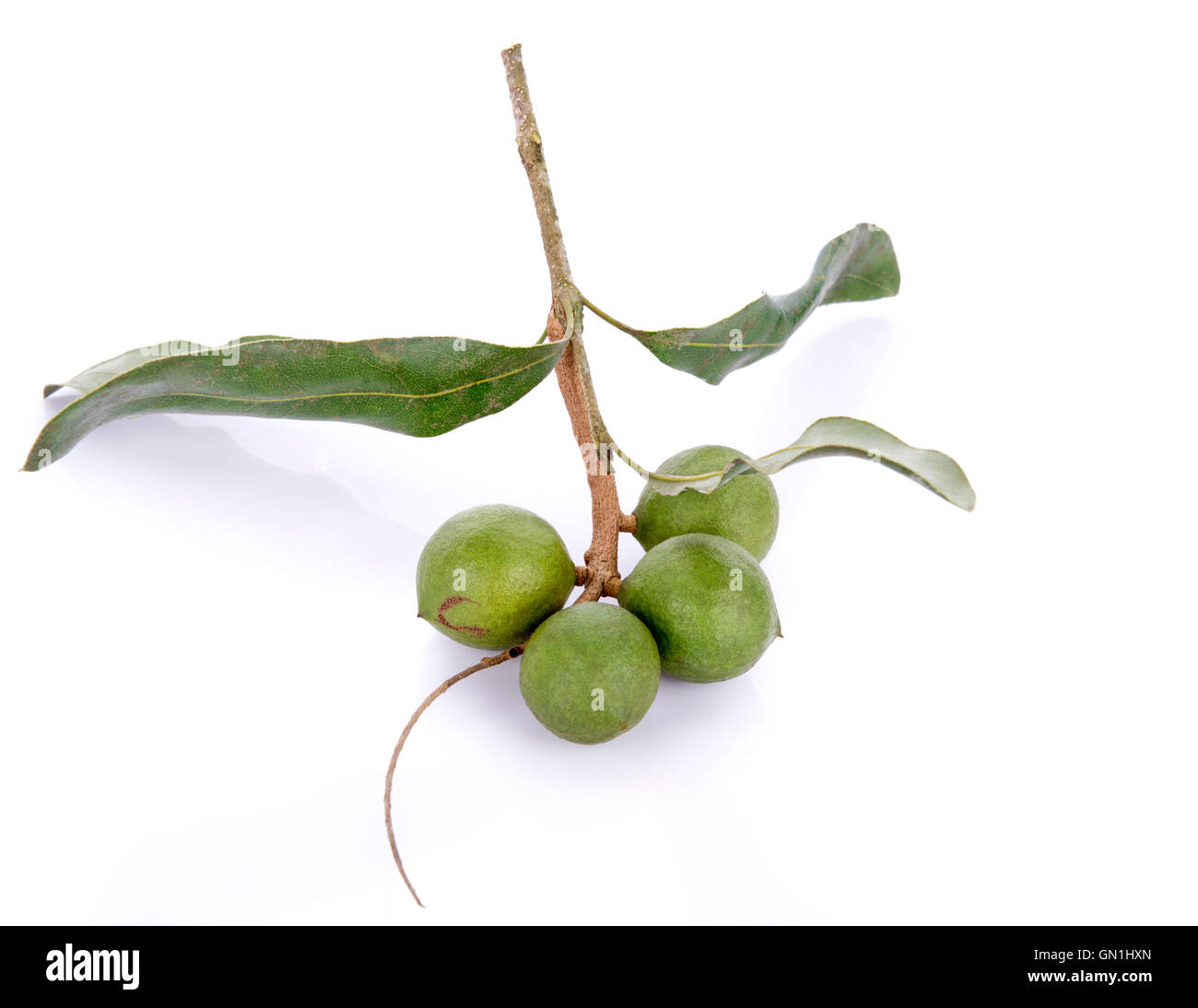 Fresche noce macadamia su sfondo bianco Foto Stock