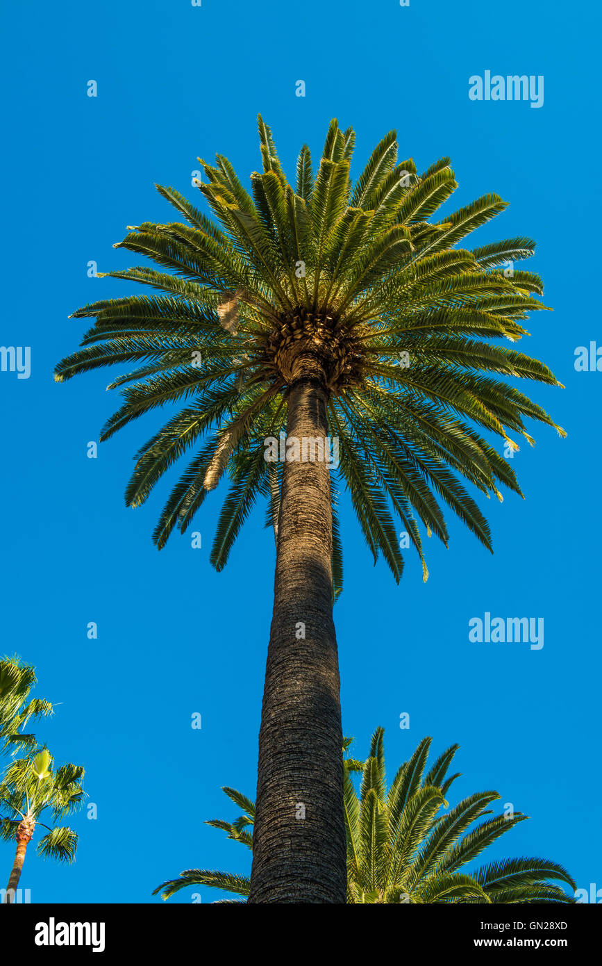 California palme Foto Stock