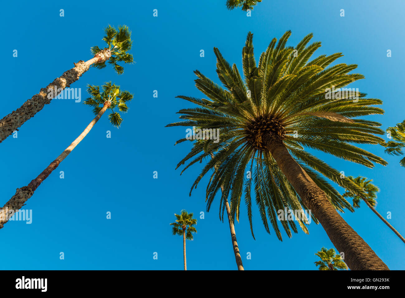 California palme Foto Stock