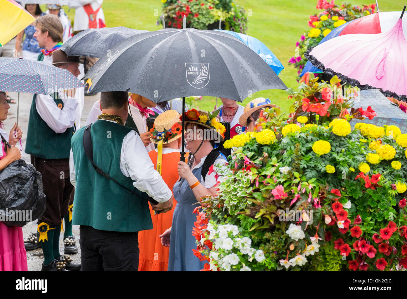 Morris ballerini riparo dalla pioggia sotto gli ombrelloni a Shrewsbury Folk Festival, Shropshire, Regno Unito Foto Stock