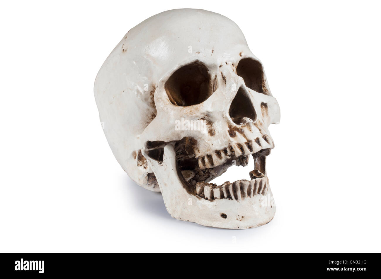 Cranio umano Foto Stock