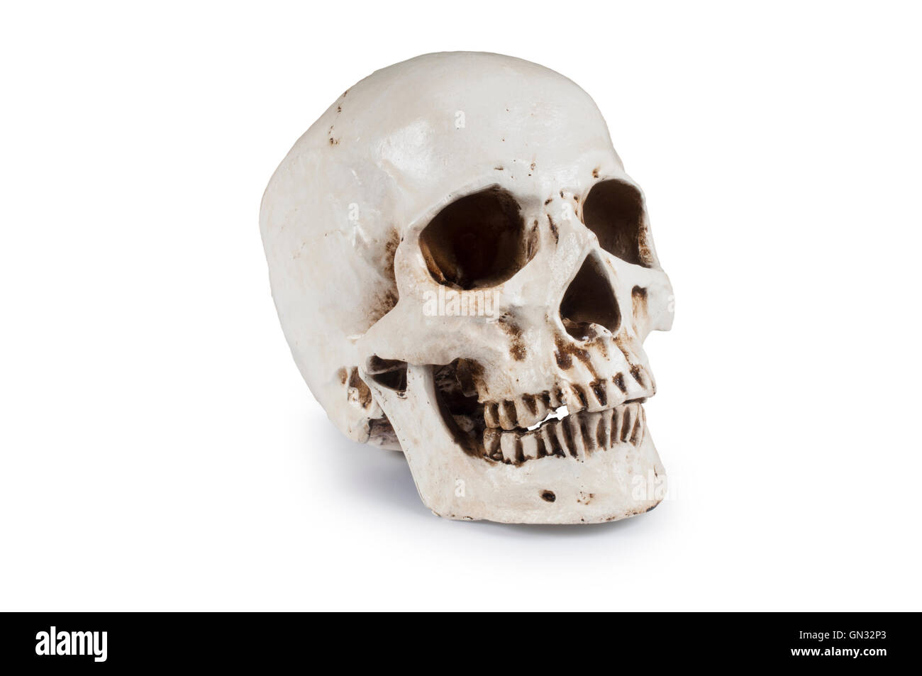 Cranio umano Foto Stock