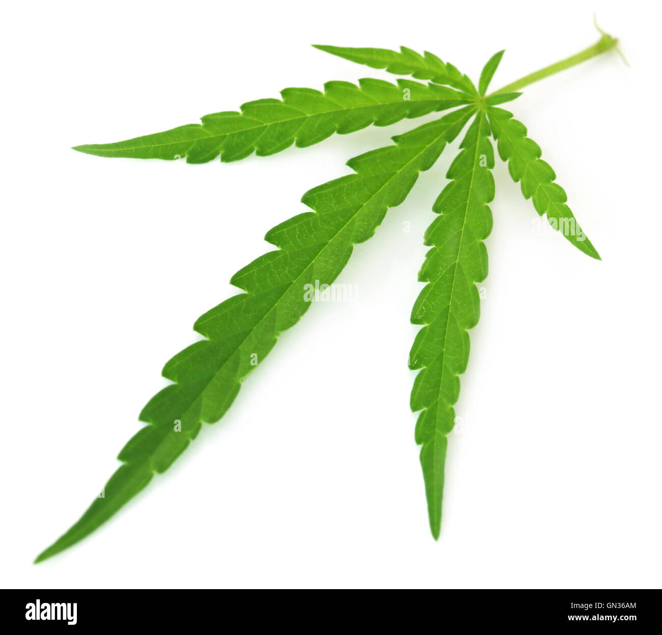 Cannabis indica o foglia di Marijuana su sfondo bianco Foto Stock