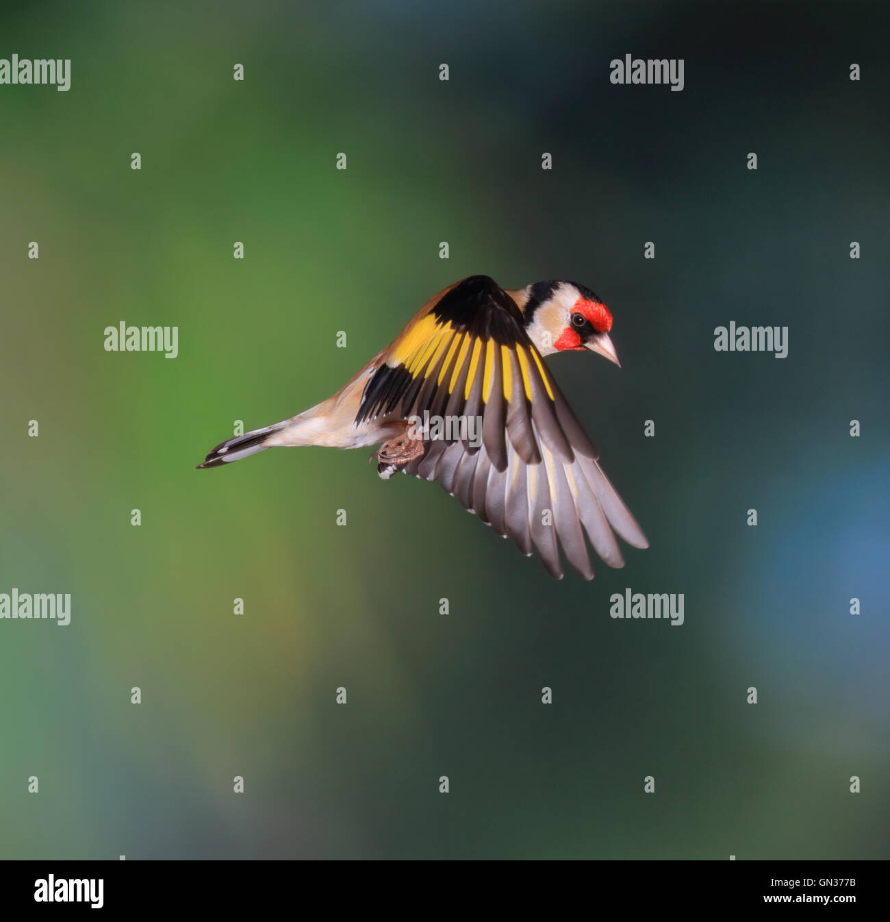 Cardellino ( Carduelis Carduelis ) battenti, Shropshire frontiere,uk Foto Stock