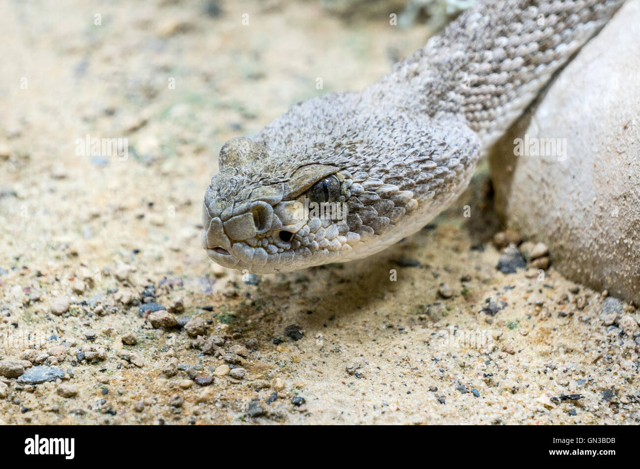 Close up Western diamond backed Rattle snake Foto Stock