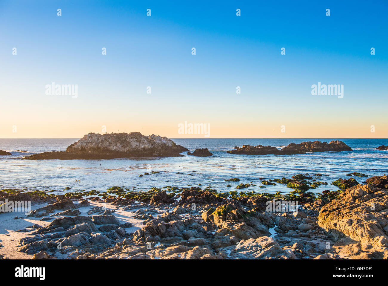 Gli uccelli e le guarnizioni a Pebble Beach 17 Mile Drive al tramonto Foto Stock