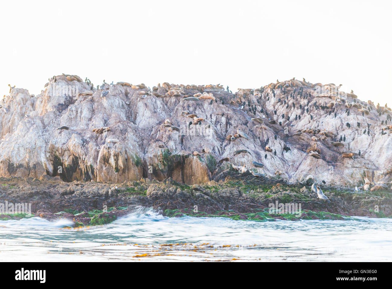 Gli uccelli e le guarnizioni a Pebble Beach 17 Mile Drive al tramonto Foto Stock