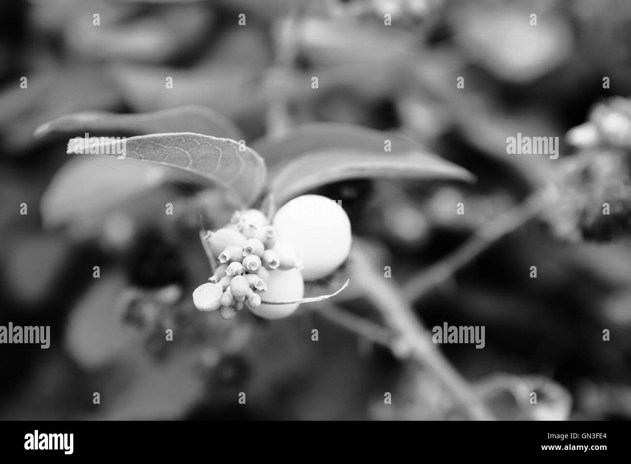 Bianco e Nero Bud Foto Stock