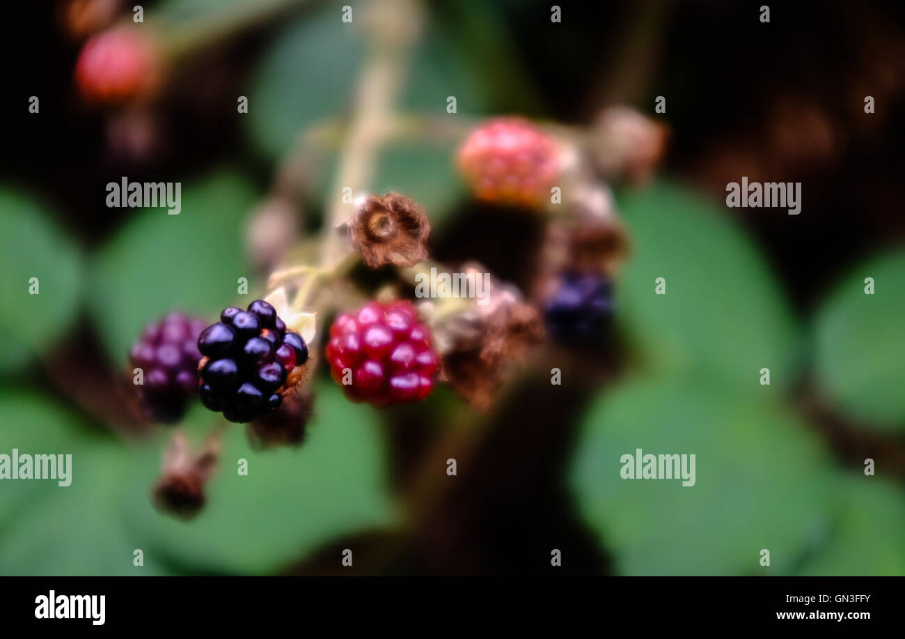 Deliziosi frutti di bosco Foto Stock