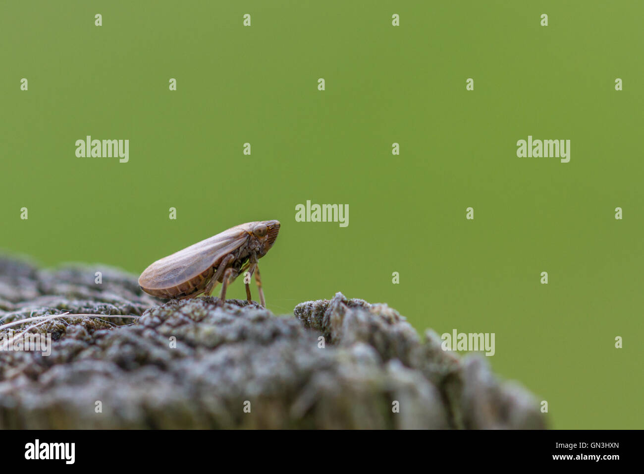 Froghopper comune - Philaenus spumarius, nello Yorkshire, Regno Unito Foto Stock
