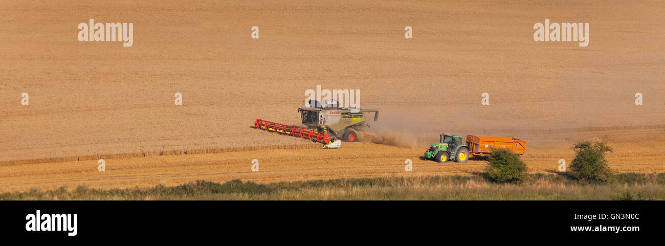 Vista in lontananza una mietitrebbia a taglio in un assolato campo di grano, Cotswolds, UK. Foto Stock