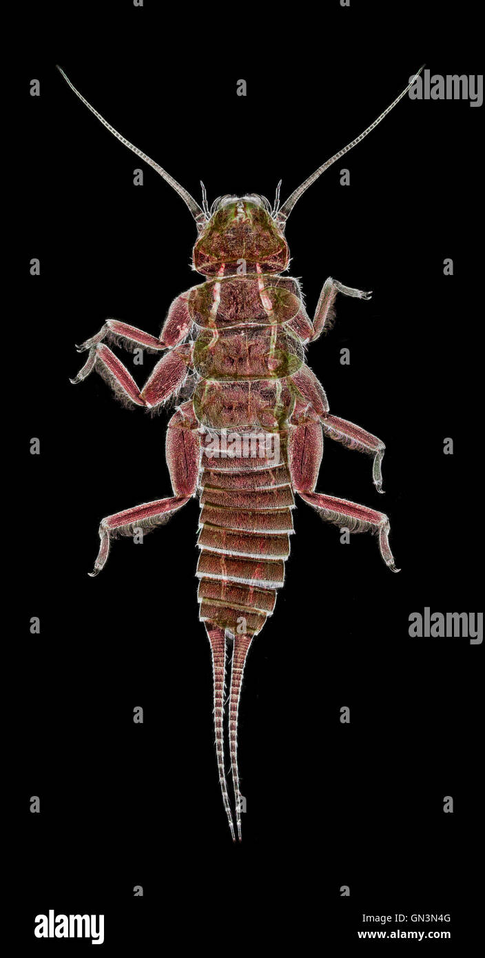 Stonefly larva, campo oscuro macro immagine Foto Stock