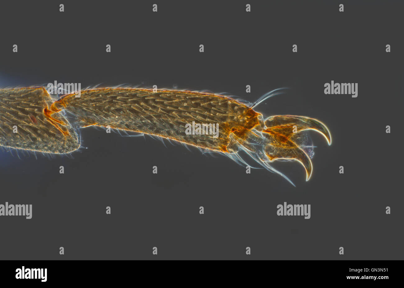 Stonefly gamba, plecotteri bracnypter maschio, campo oscuro fotomicrografia Foto Stock