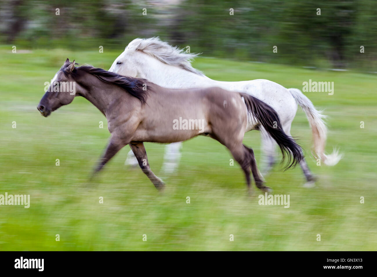 WY00900-00...WYOMING - cavalli al CM Ranch vicino a Dubois. Foto Stock