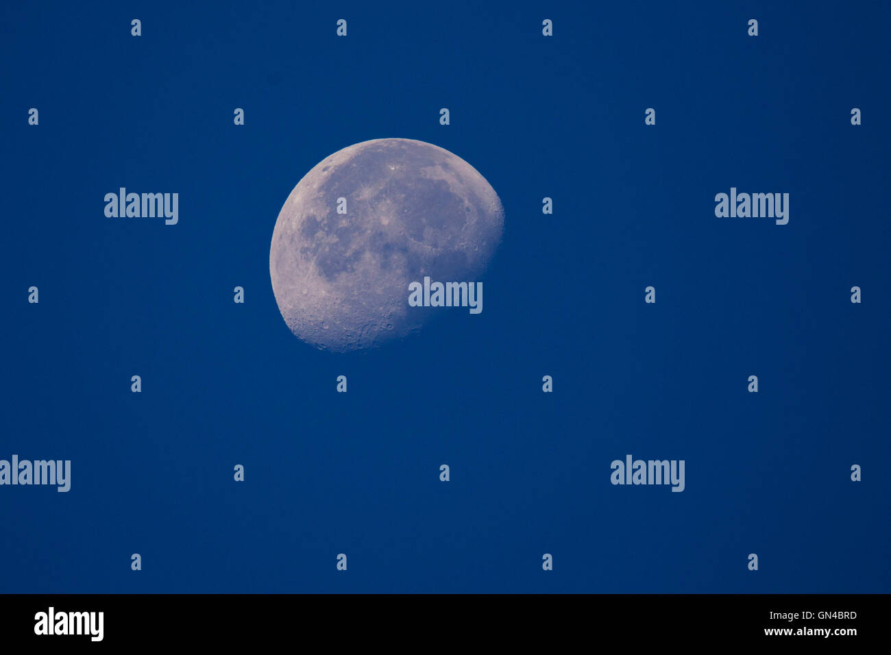 Mezza Luna o del primo trimestre Foto Stock