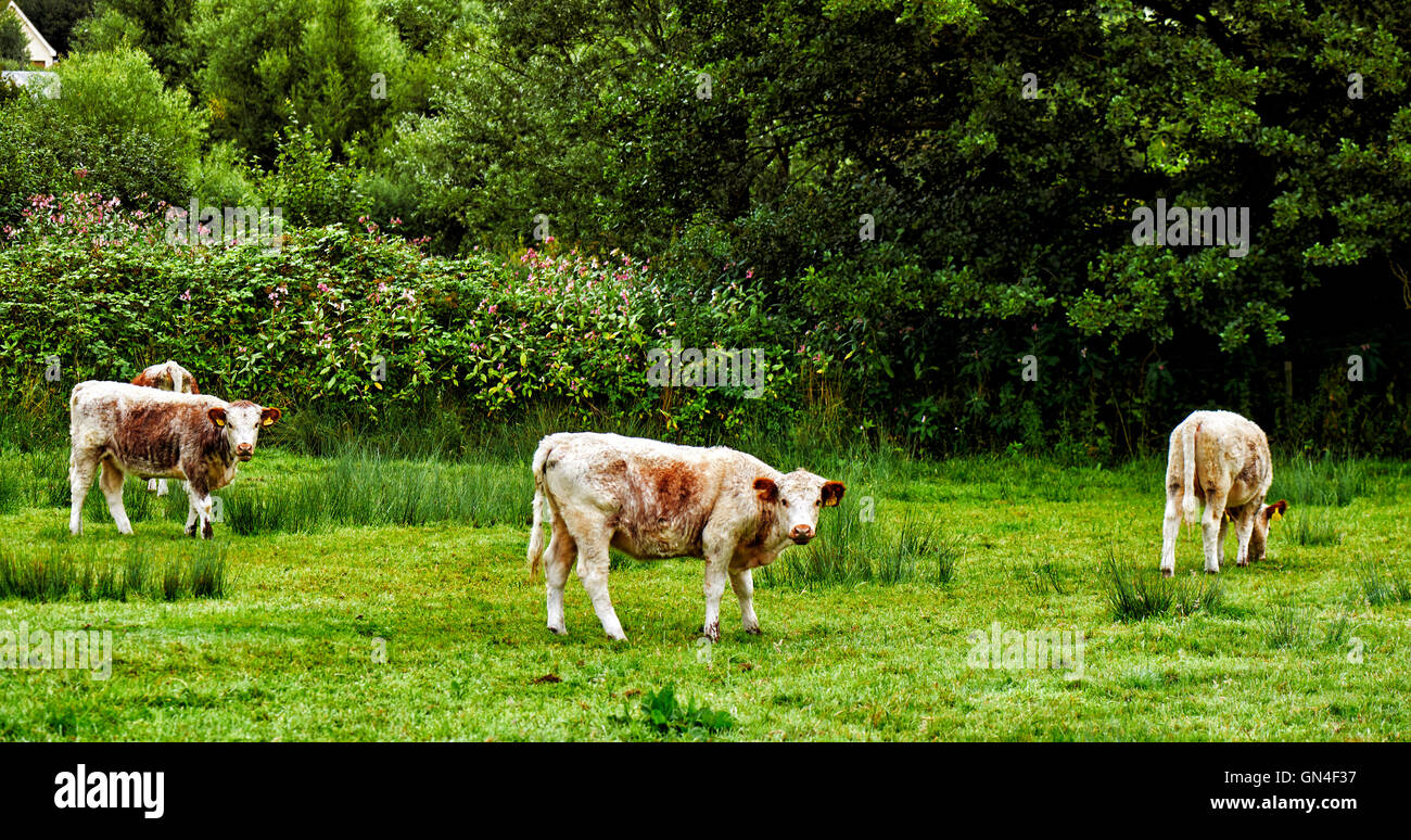Mandria di mucche in estate campo verde. In Inghilterra. Paesaggio rurale Foto Stock