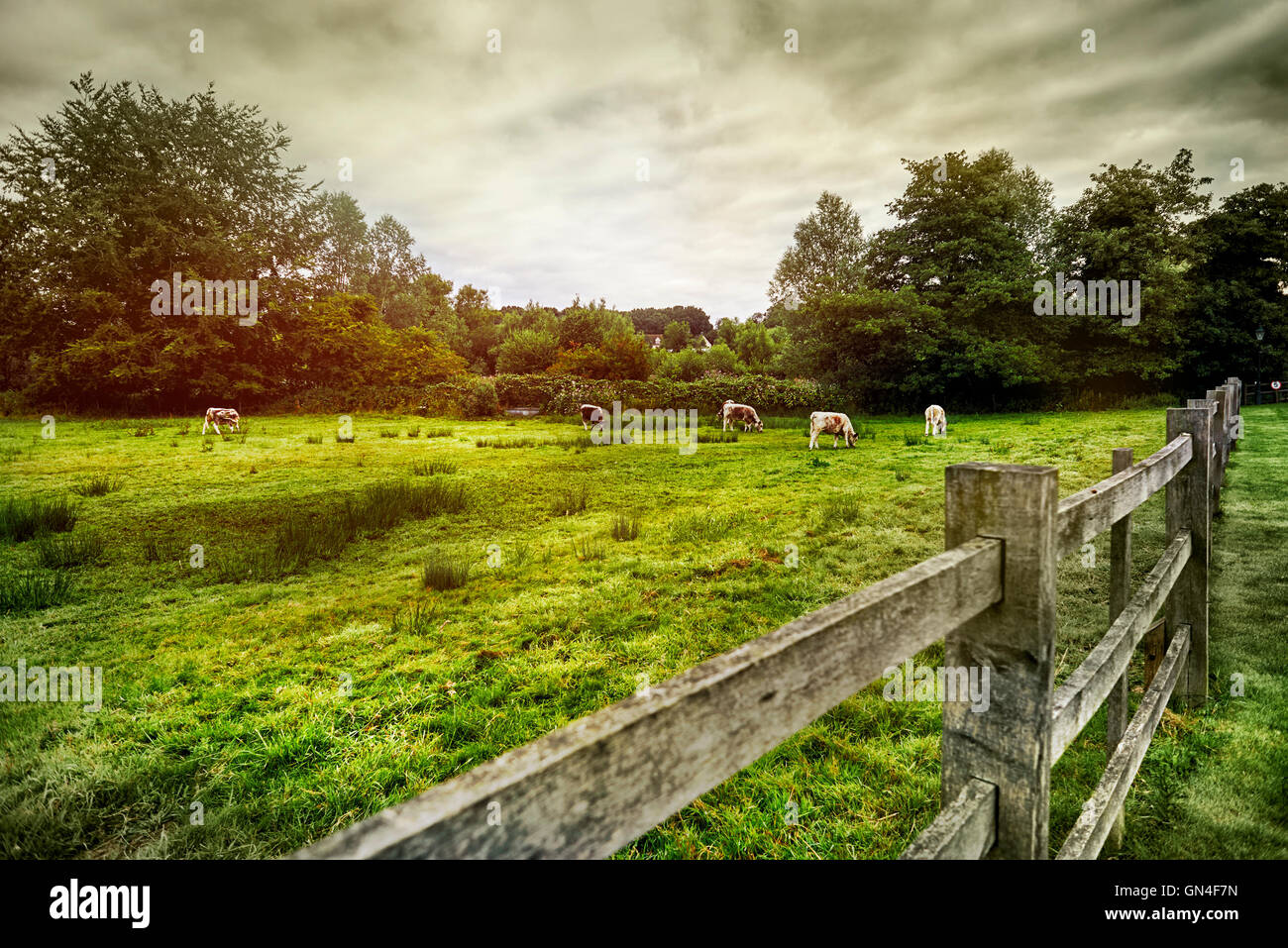 Mandria di mucche in estate campo verde. In Inghilterra. Paesaggio rurale Foto Stock
