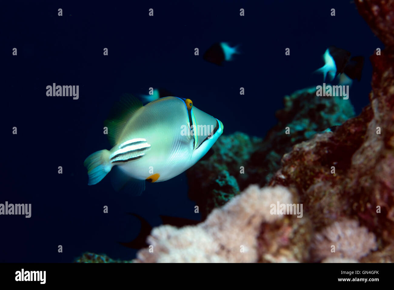 Pesci balestra picasso nel mare rosso. Foto Stock