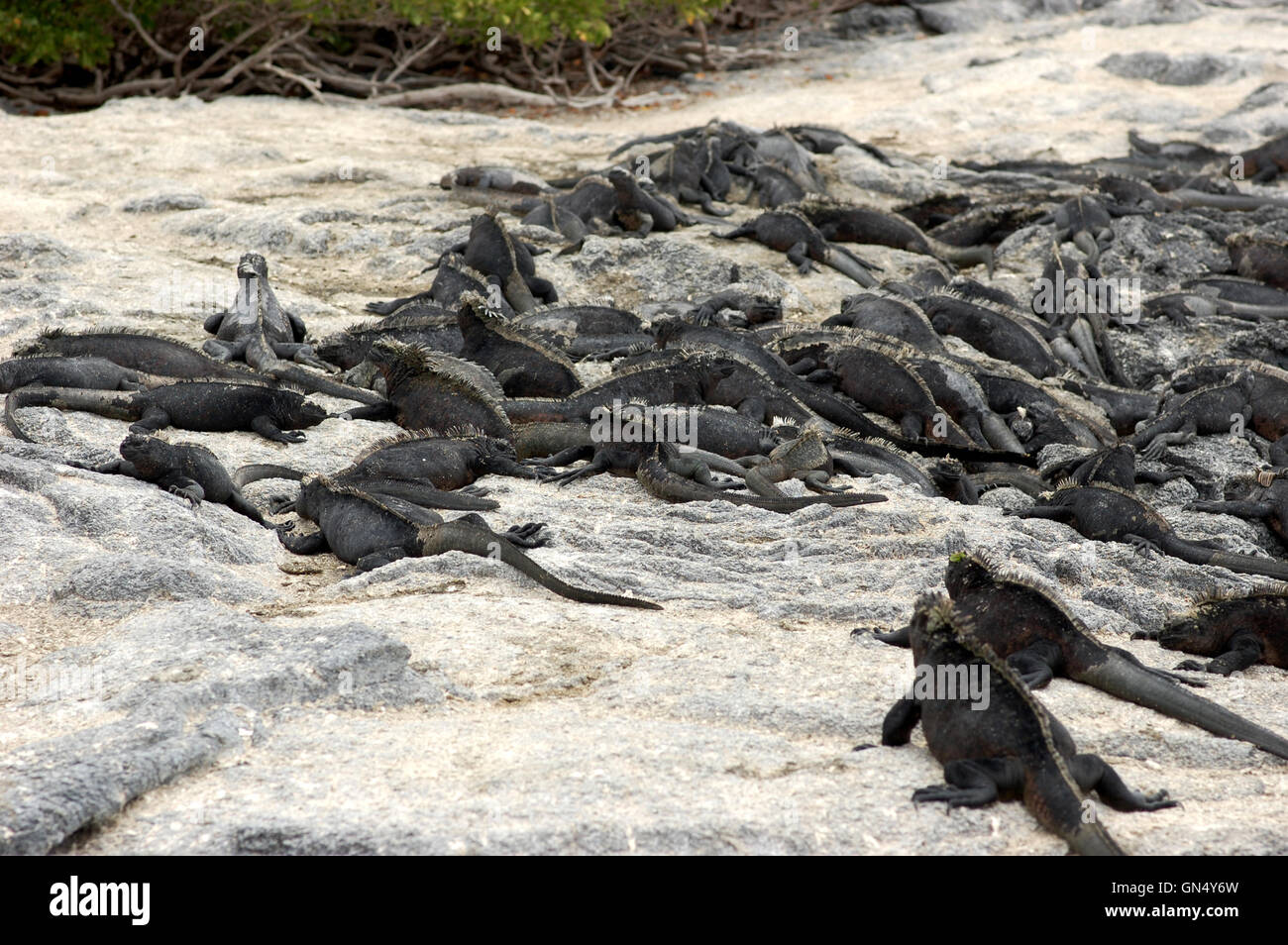 Iguane Marine il riscaldamento su rocce di Fernandina Island, Galapagos Foto Stock