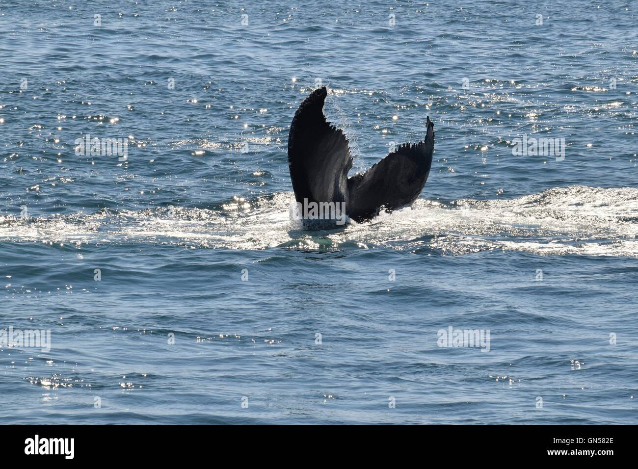 Le megattere al largo delle coste del Massachusetts mostrando loro passera nera Foto Stock