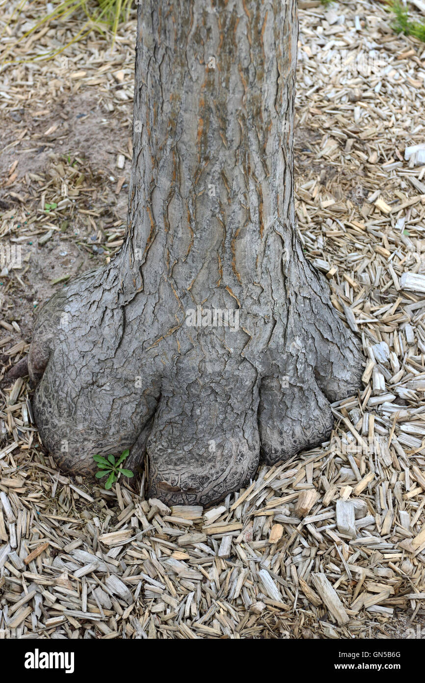 Close up di Aloe barberae o noto anche come struttura di Aloe, Aloe bainesii Dyer, South African tree aloe tronco di albero base Foto Stock