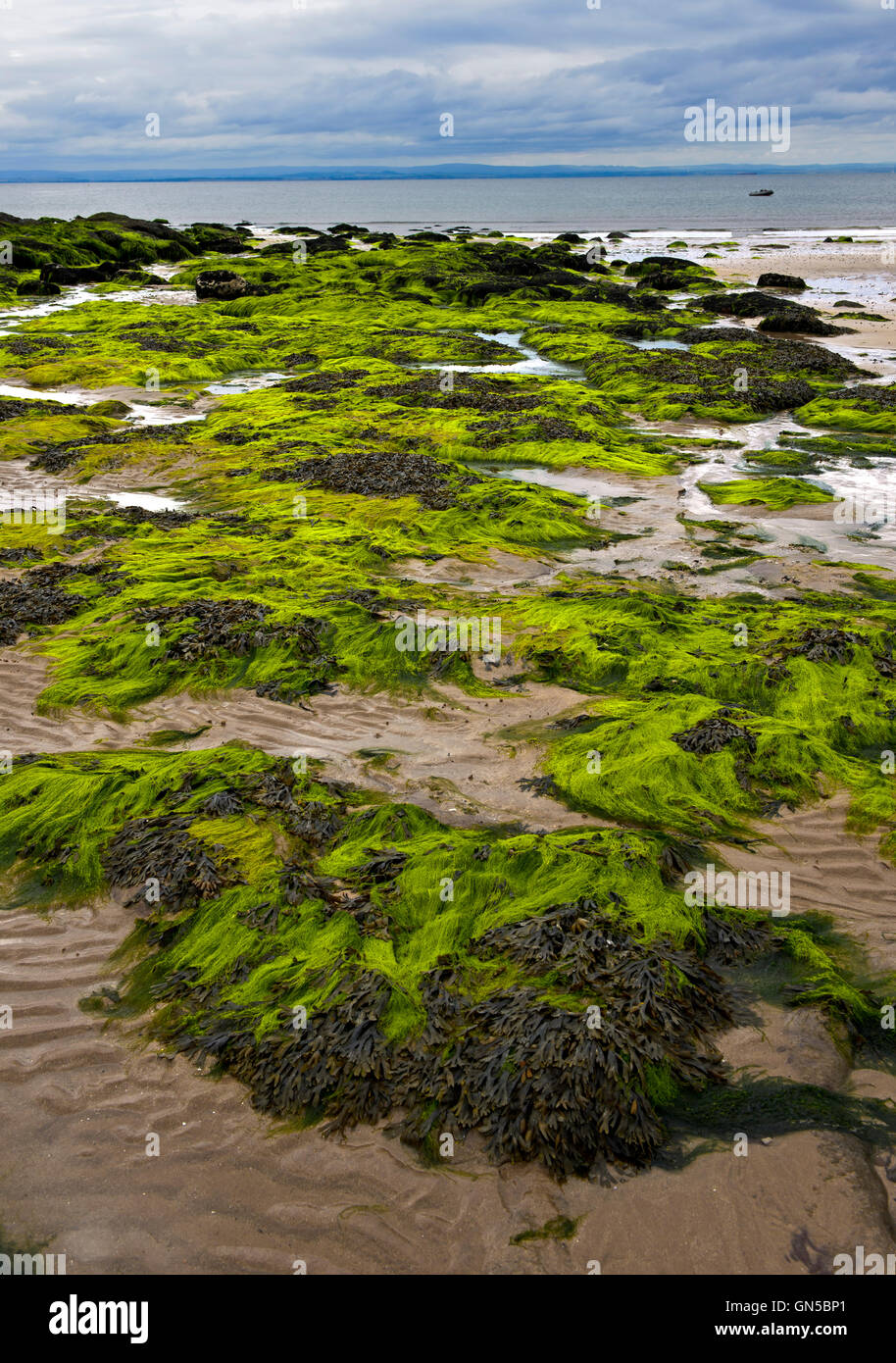 Alghe sommersa sulle rocce costiere durante la bassa marea nel Largo Bay, Lower Largo, Fife, Scozia, Regno Unito Foto Stock