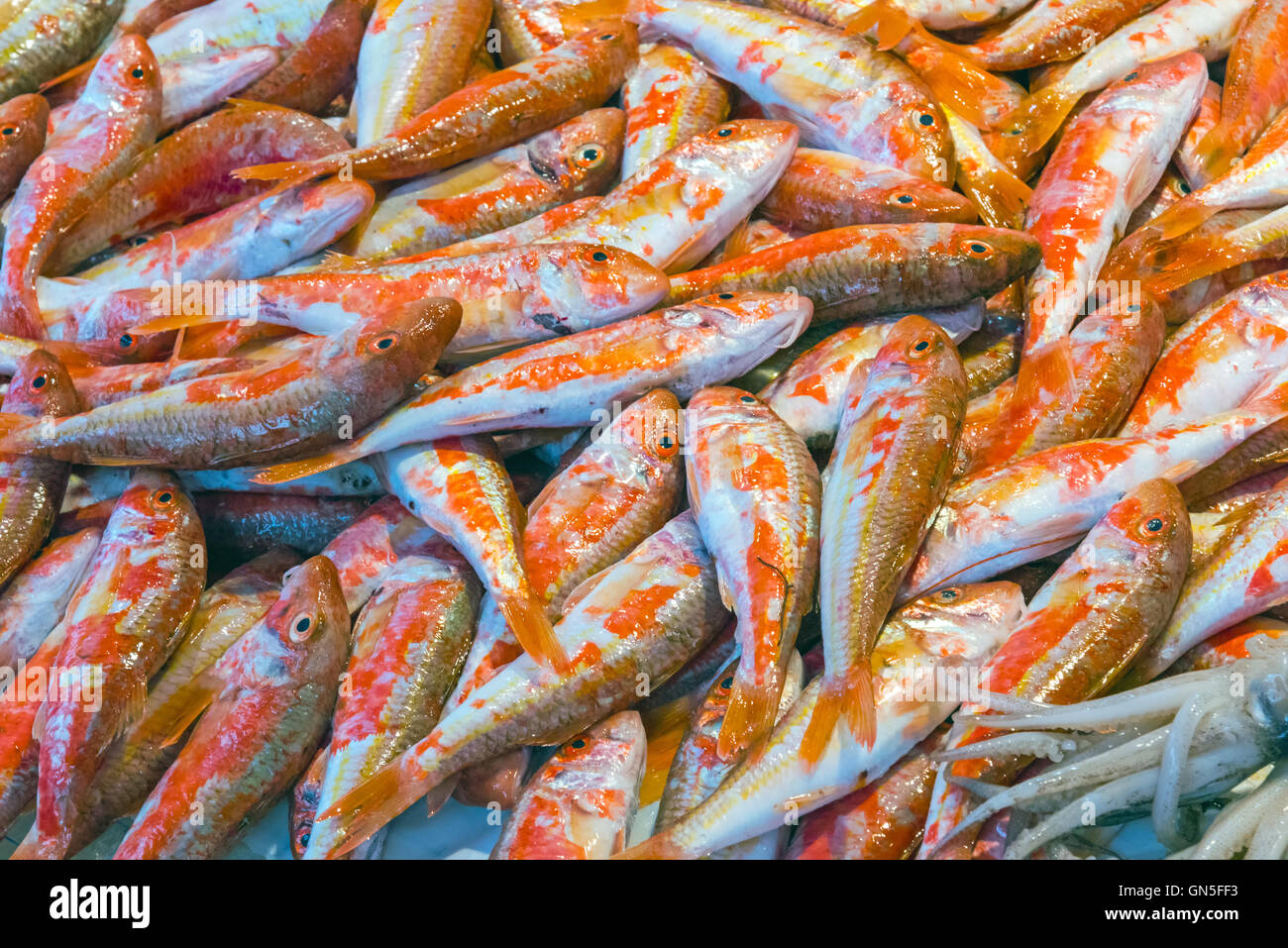 Triglia di scoglio per la vendita in un mercato di Palermo, Sicilia Foto Stock
