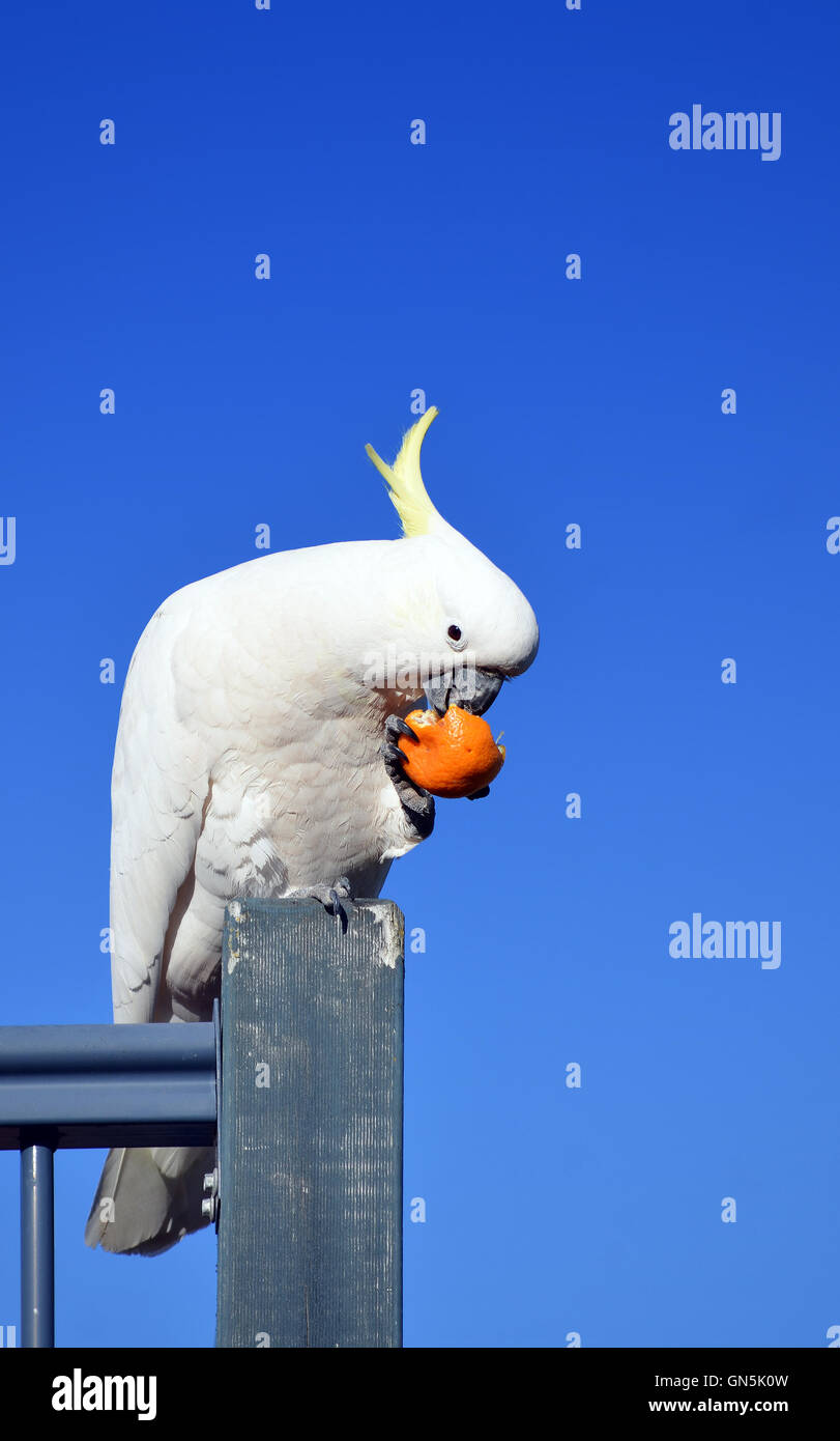 Zolfo australiano Crested Cacatua (Cacatua galerita) mangiando un mandarino sotto il luminoso cielo blu Foto Stock