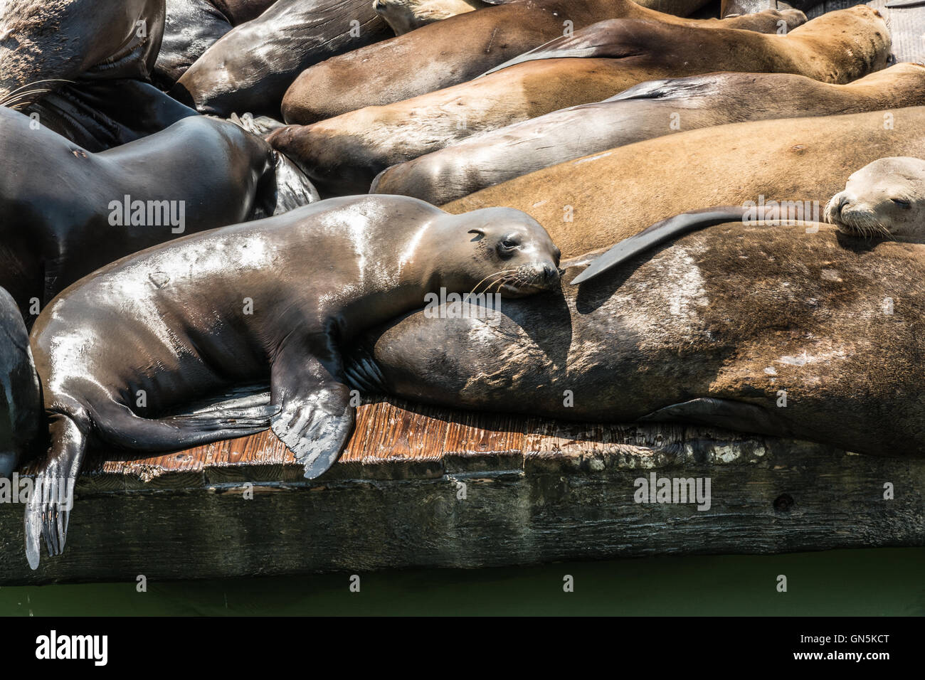 I leoni di mare al molo di San Francisco, California Foto Stock