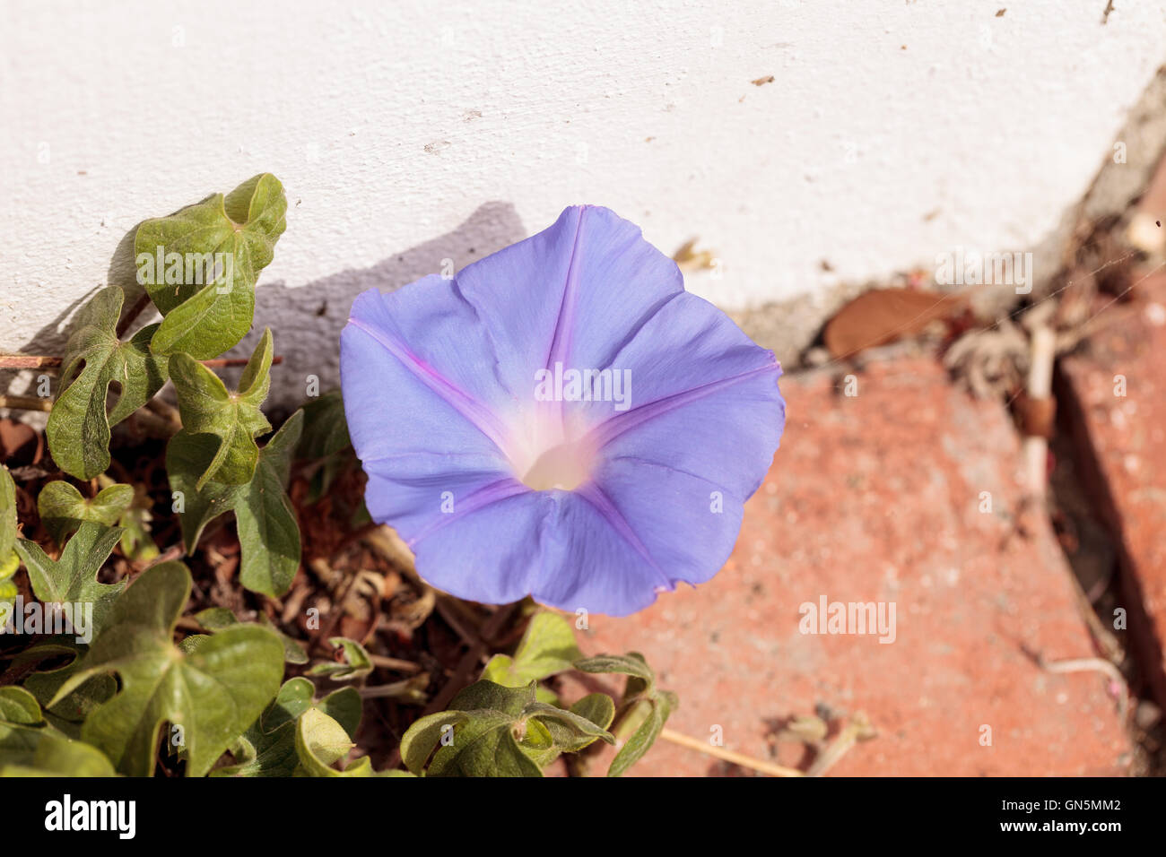 Viola lutto gloria flower Ipomoea tricolore fiorisce su una vite in un Southern California garden Foto Stock