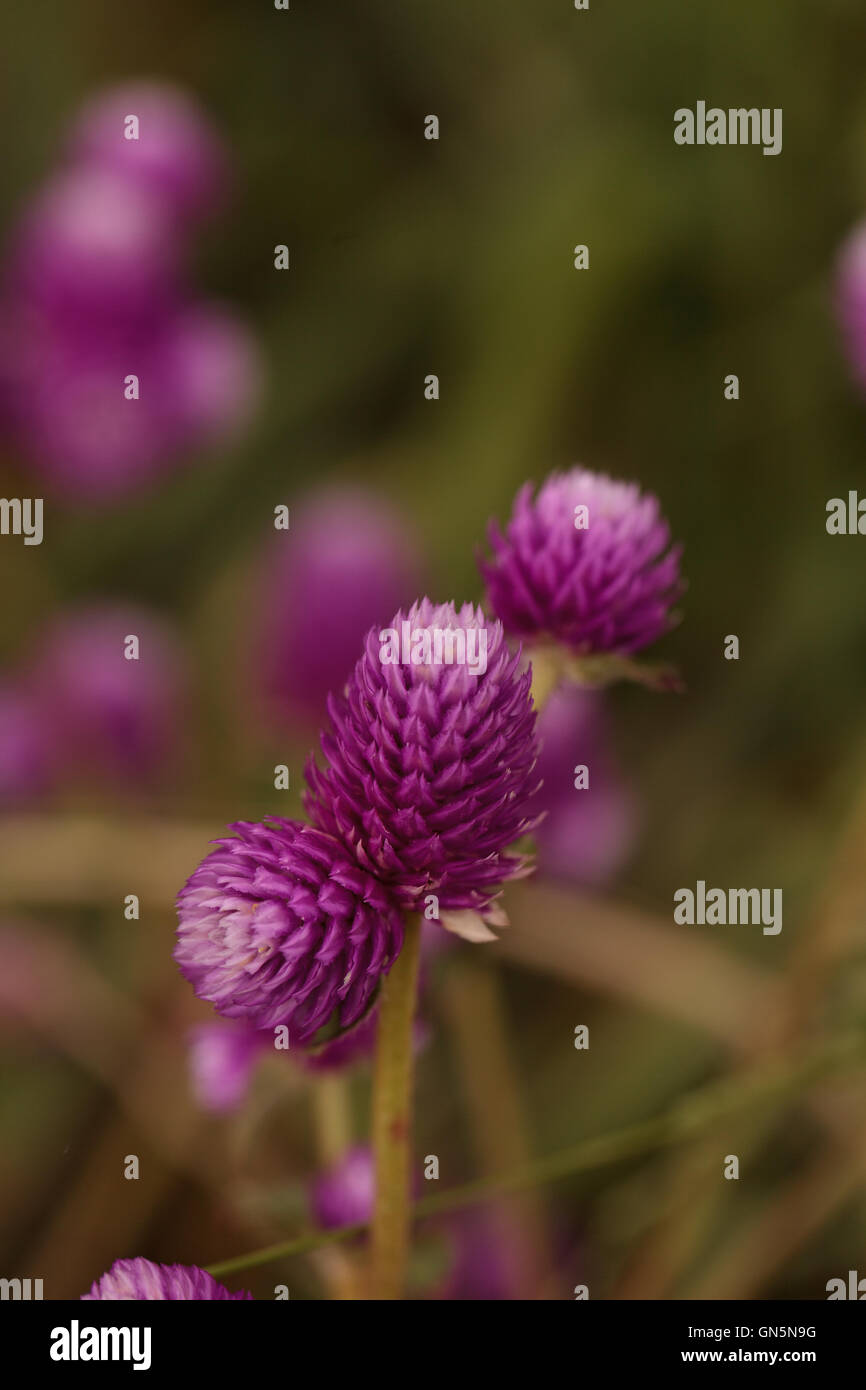 Viola intitolata Gomphrena fiore cresce in forma di una sfera in un giardino botanico e attrae le api. Foto Stock