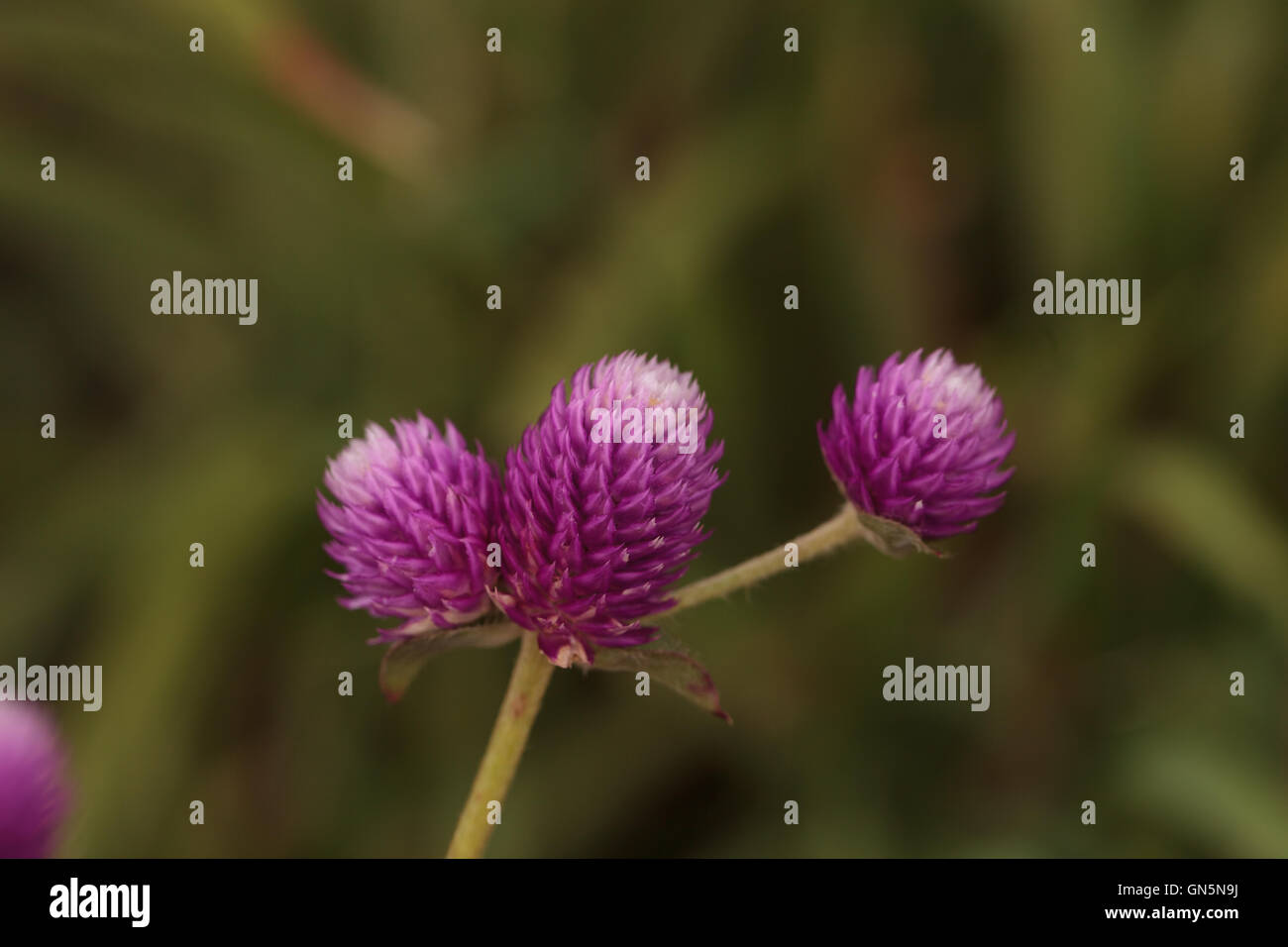 Viola intitolata Gomphrena fiore cresce in forma di una sfera in un giardino botanico e attrae le api. Foto Stock