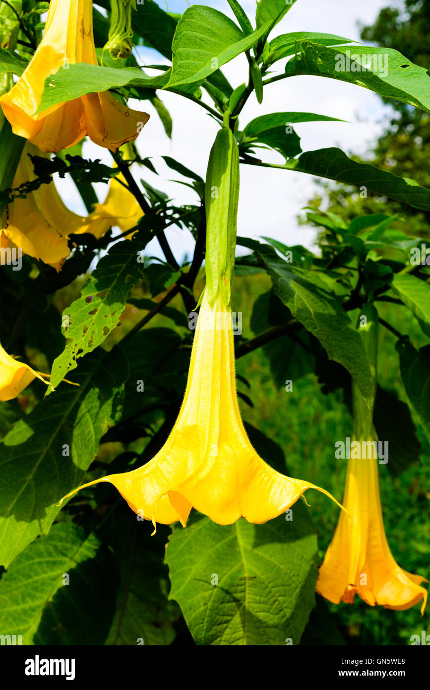 Grandi fragranti fiori gialli dell'Angelo tromba (Brugmansia insignis), elencato come estinta nel selvaggio. Foto Stock