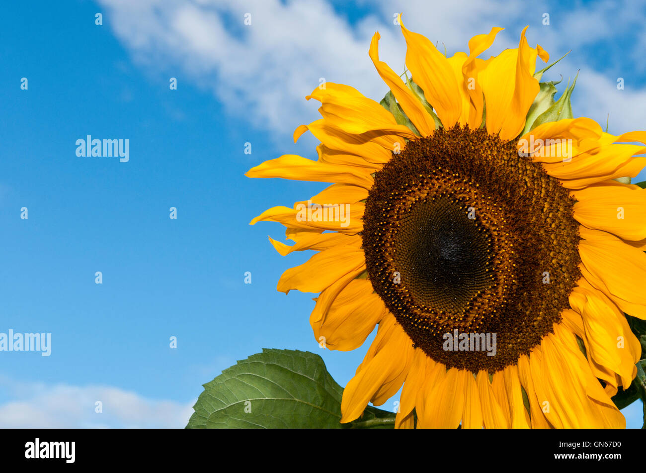 Girasole Foto Stock