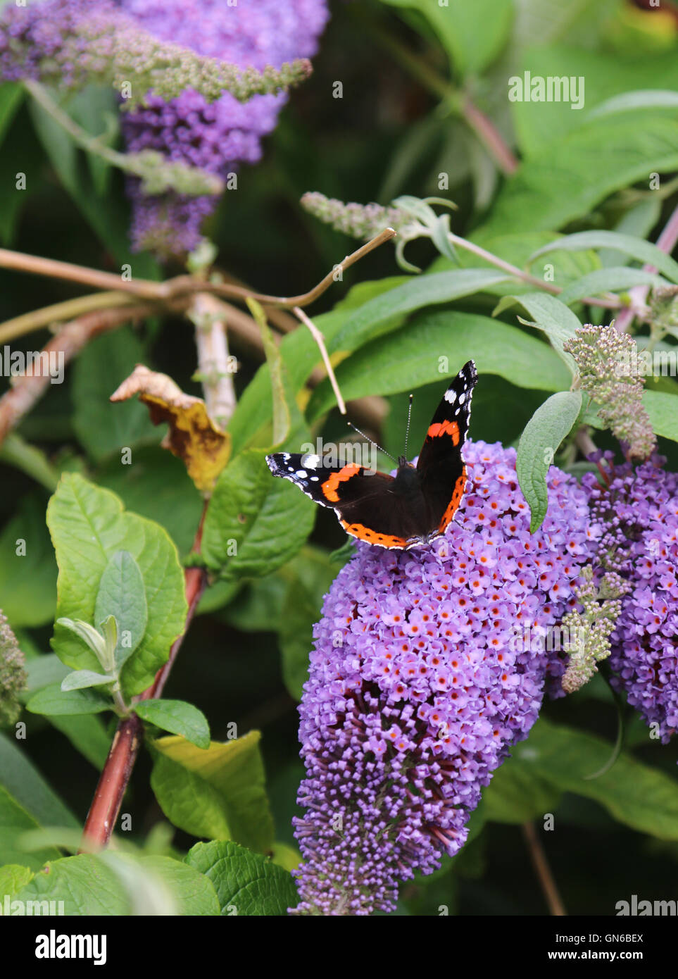 Red Admiral butterfly Foto Stock