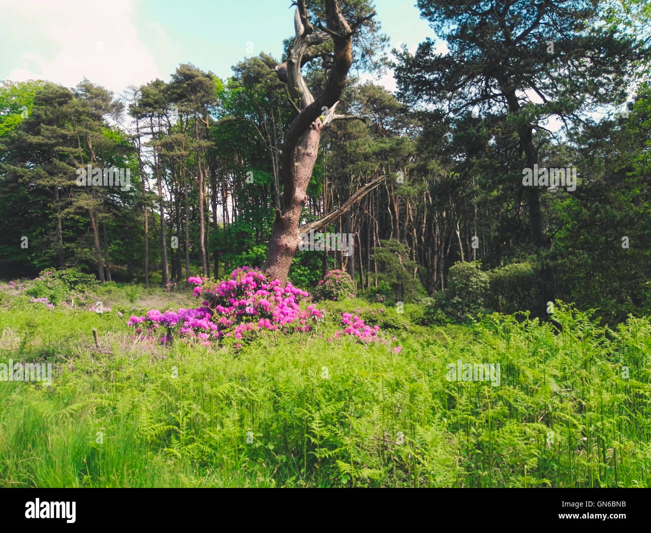 Fiori colorati e alberi in un parco Foto Stock