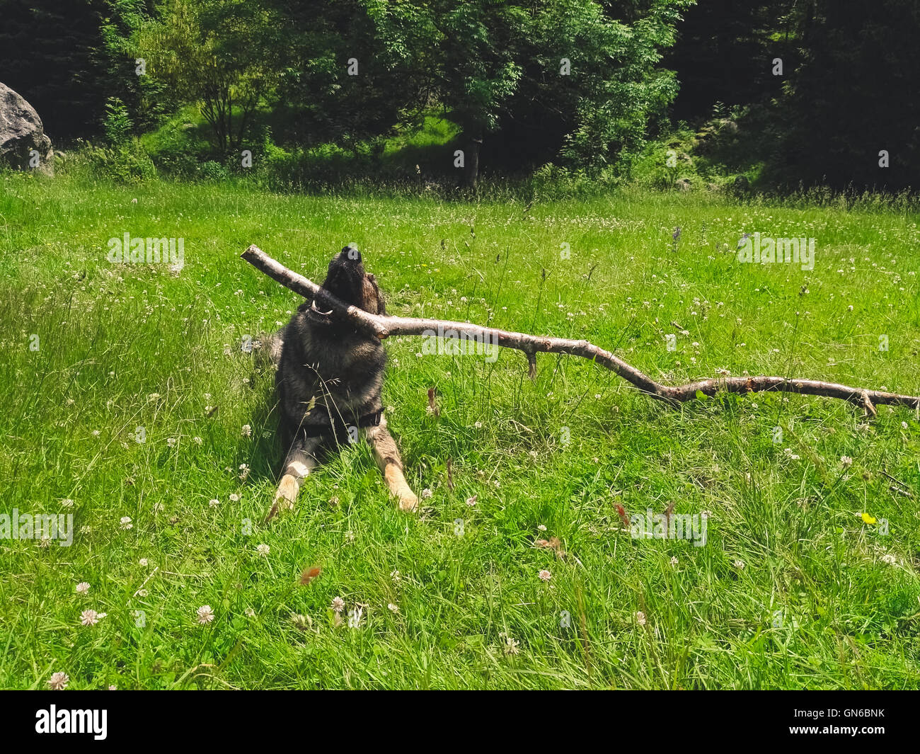 Cane sgranocchiando un ramo di un albero in un campo verde Foto Stock
