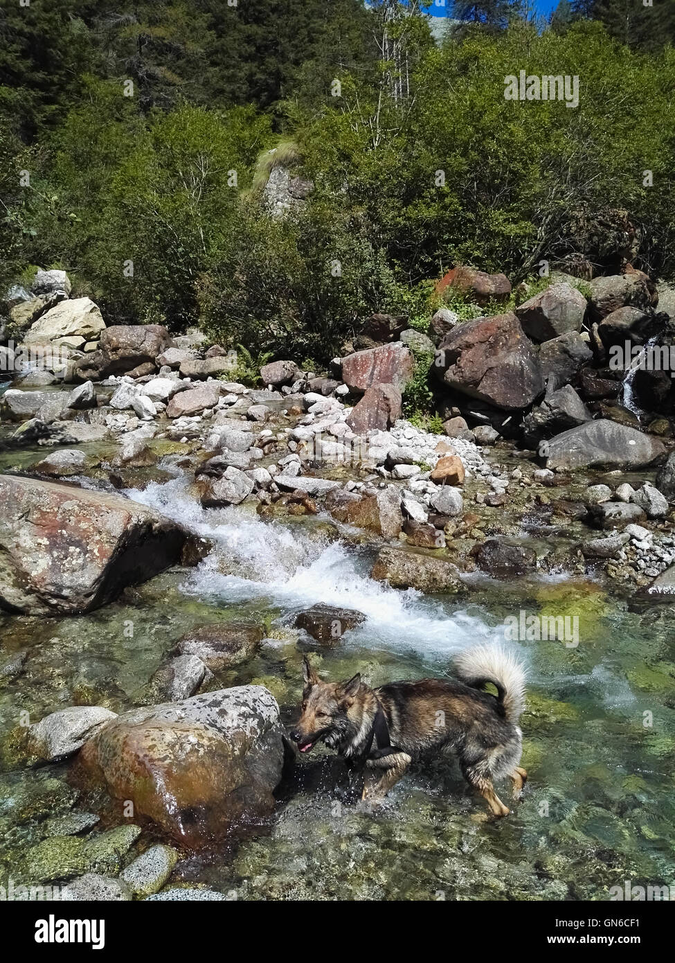 Cane e selvaggio fiume di montagna Foto Stock