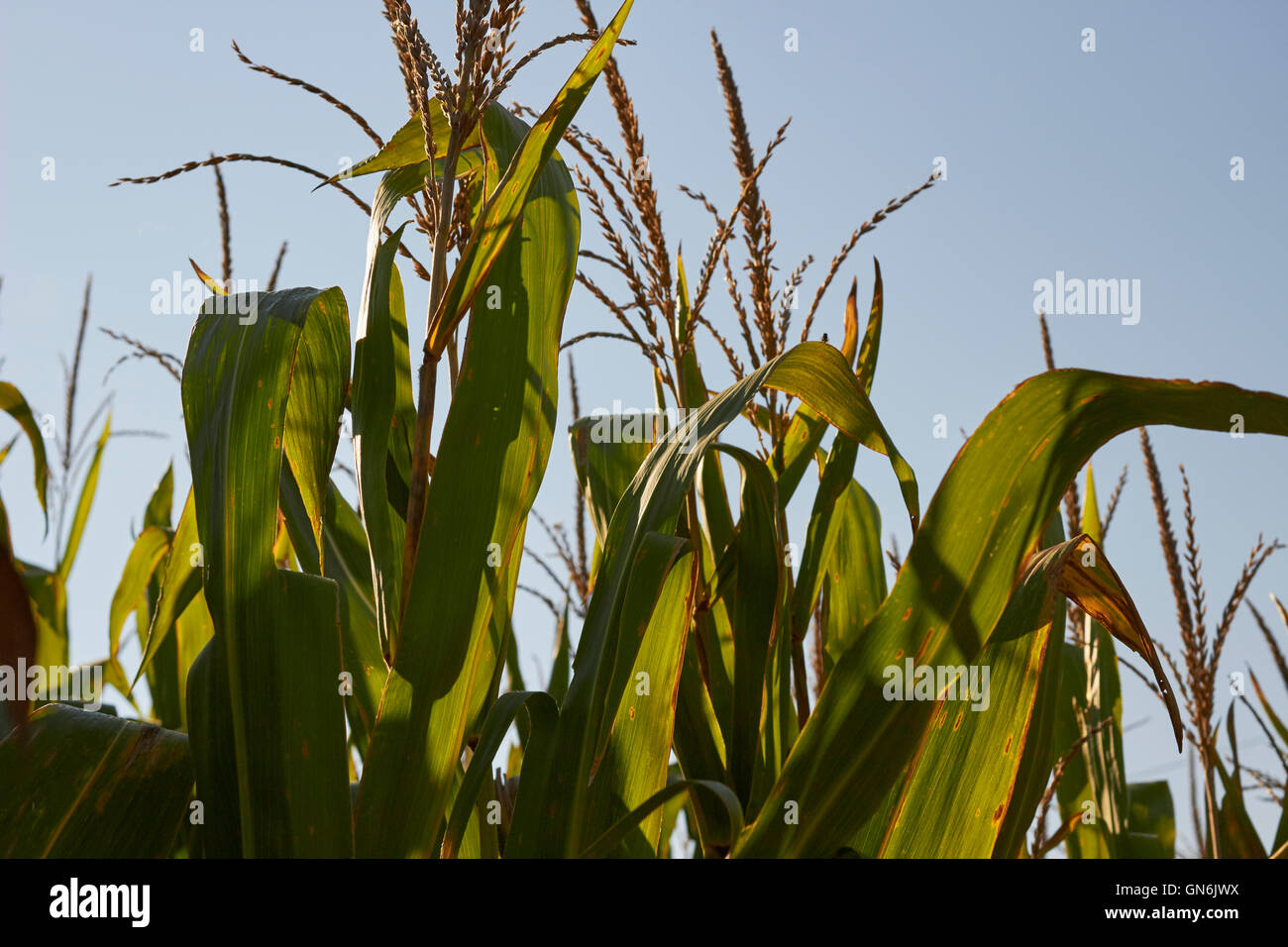 Cornfields pronto per la mietitura, Lancaster County, Pennsylvania, STATI UNITI D'AMERICA Foto Stock