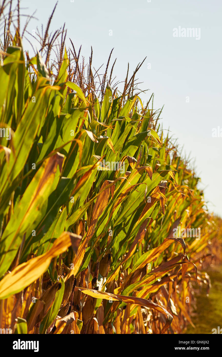 Cornfields pronto per la mietitura, Lancaster County, Pennsylvania, STATI UNITI D'AMERICA Foto Stock