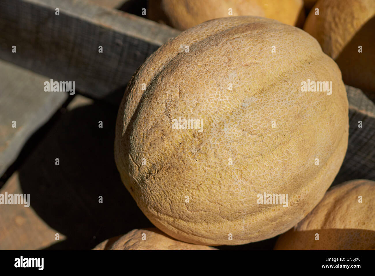 Fresche e mature di melone in una fattoria in Pennsylvania market Foto Stock