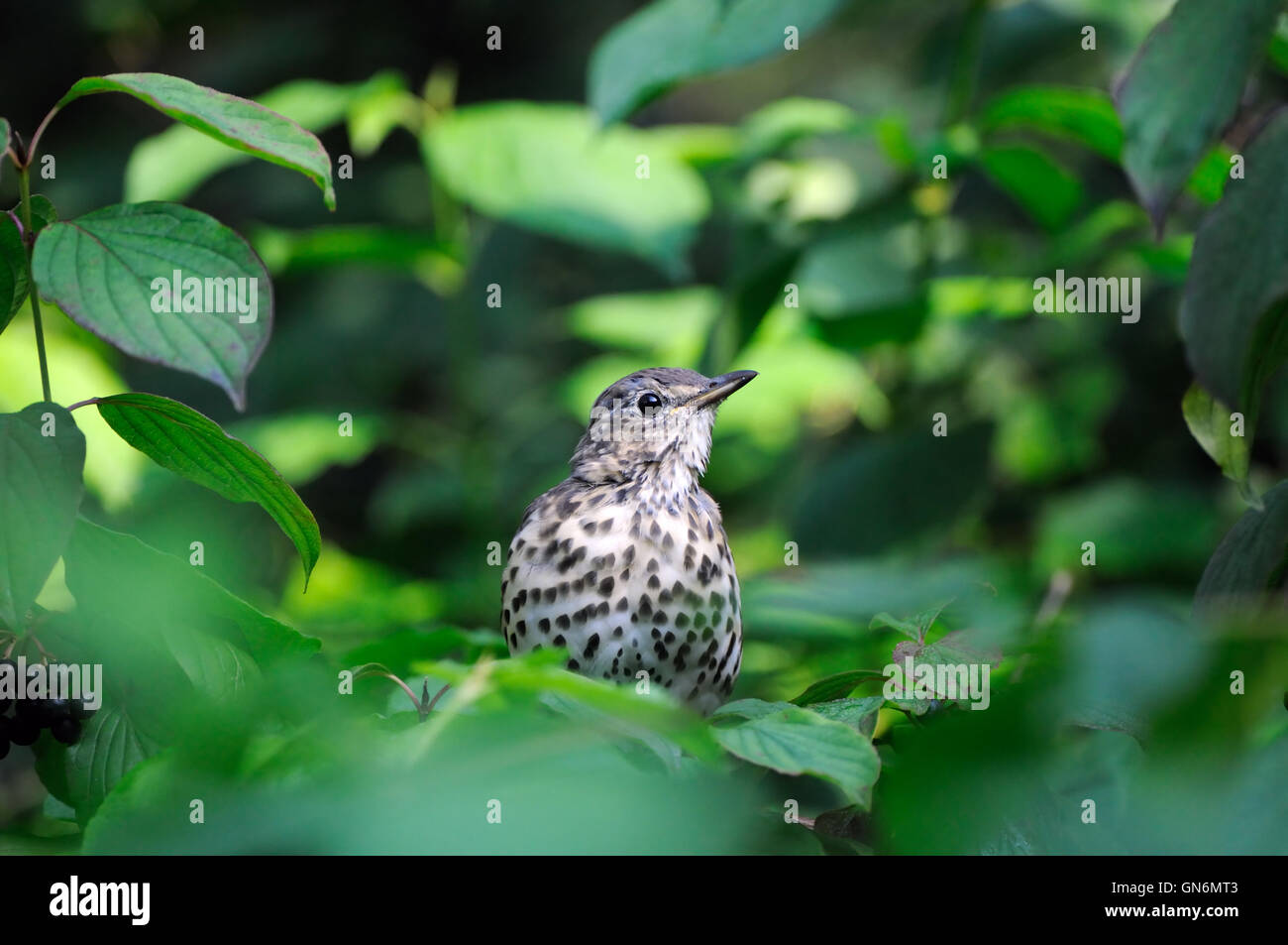 Tordo Bottaccio (Turdus philomelos) nella boccola verde. Regione di Mosca, Russia Foto Stock
