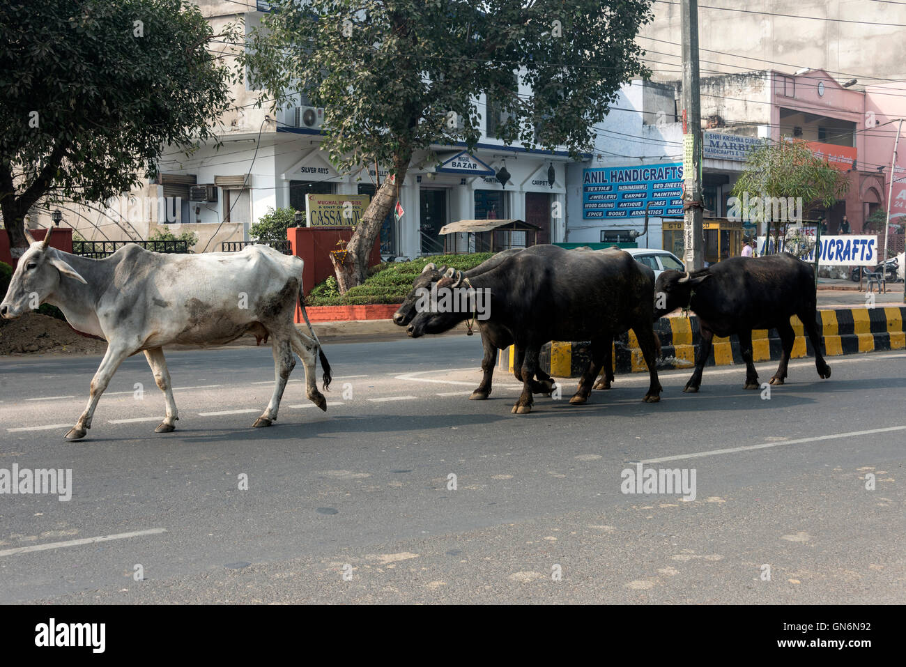 Un piccolo gregge di mucche che che fanno il loro modo, senza scortato lungo una corsia veloce su una strada principale trafficata ad Agra, India Foto Stock