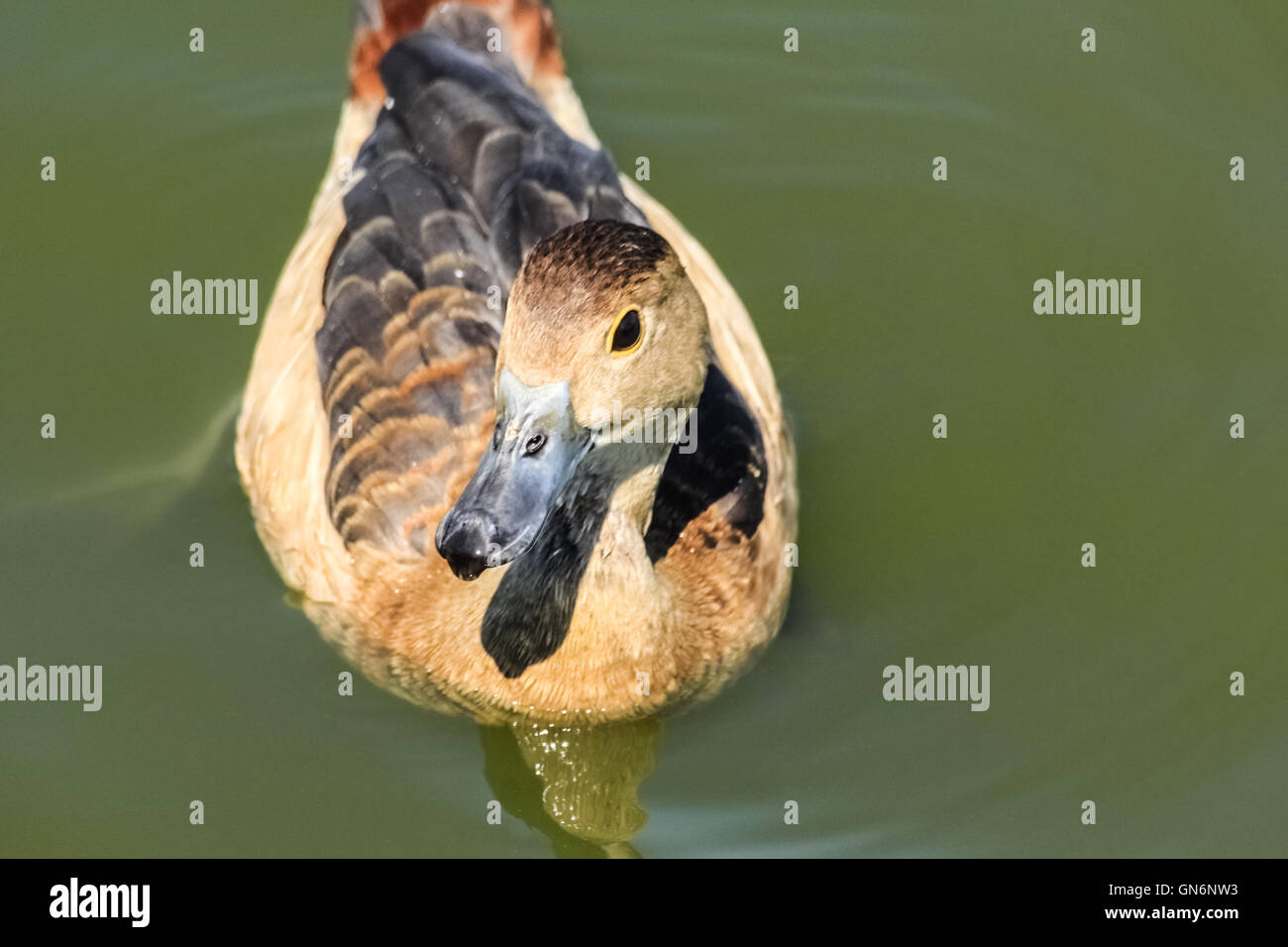 Il grazioso duck nuotare nello stagno Foto Stock